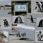 Pinguine in Afrika