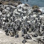 Pinguine in Betty's Bay.