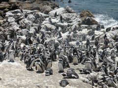 Pinguine in Betty's Bay.