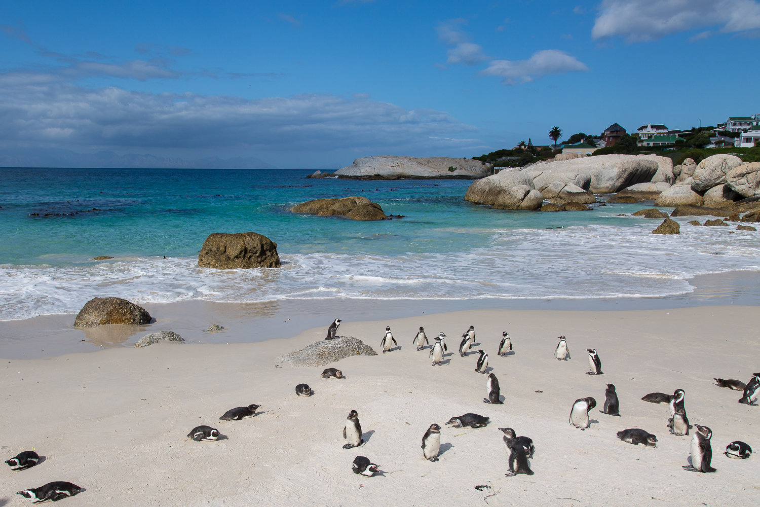 Pinguine in Boulders