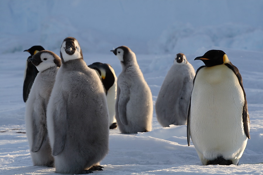 Pinguine in der Antarktis Foto & Bild | tiere, wildlife, wild lebende