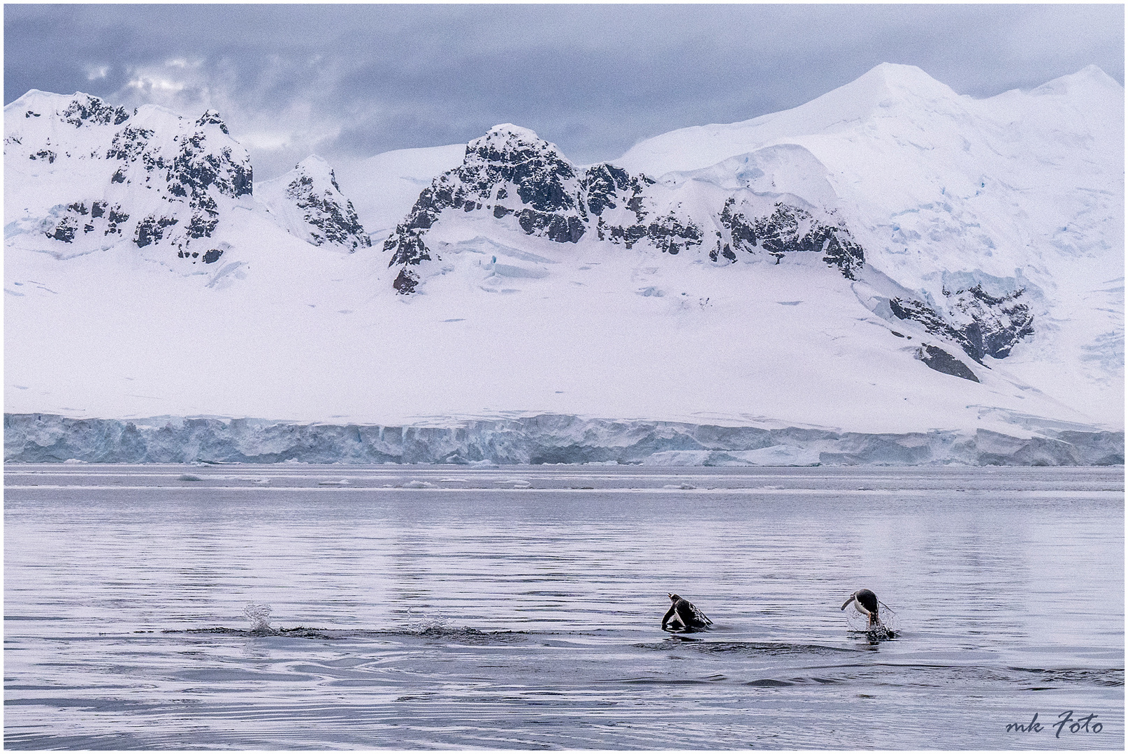 Pinguine in der Antarktis