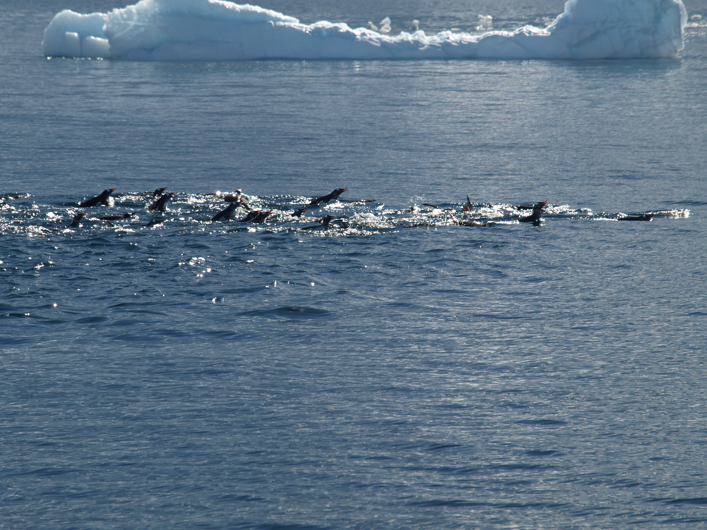 Pinguine in der Gerlach Straße