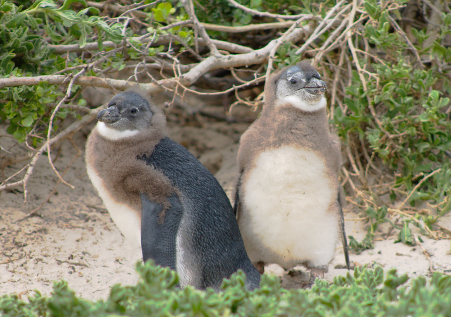 Pinguine in der Mauser, Südafrika