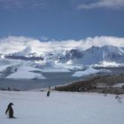 Pinguine in der natürlichen Umwelt