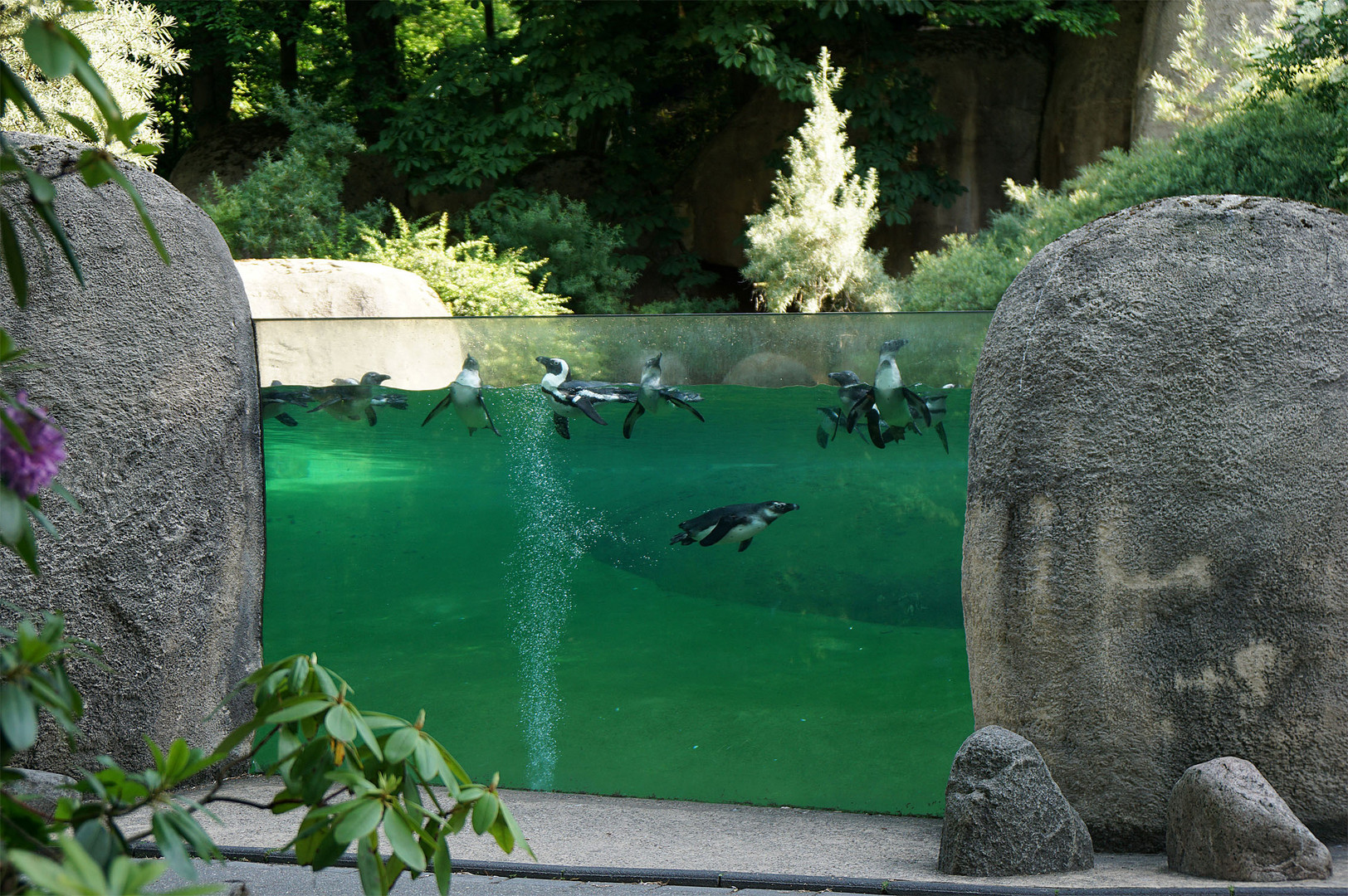 Pinguine in der Sommerfrische