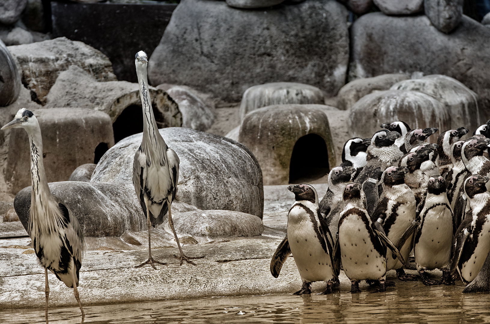 Pinguine in der Wilhelma