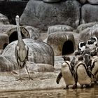 Pinguine in der Wilhelma