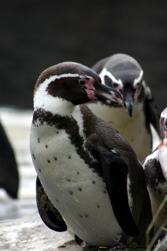 Pinguine in Eintracht beisammen