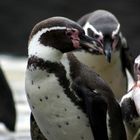 Pinguine in Eintracht beisammen