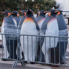 Pinguine in Gefangenschaft