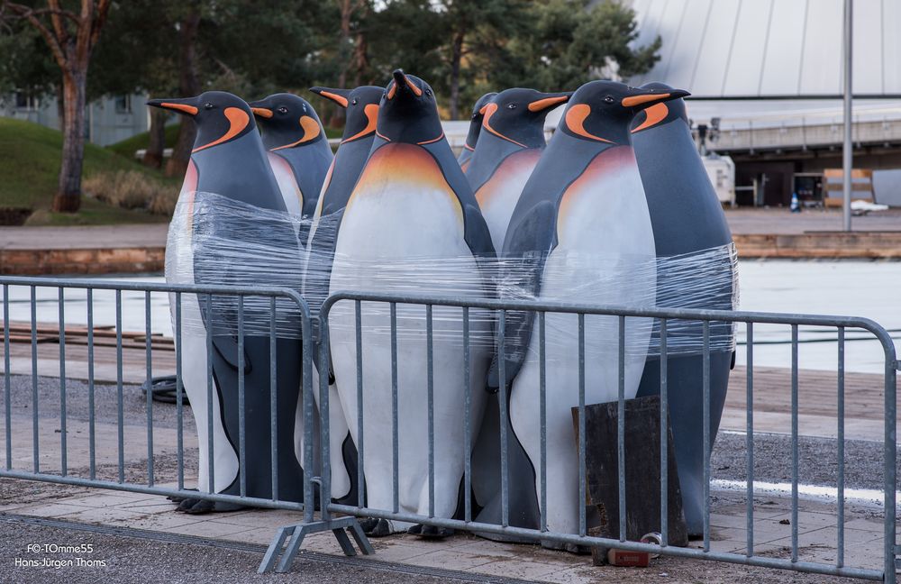 Pinguine in Gefangenschaft