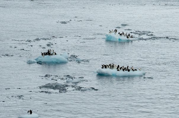 Pinguine in ihrem Element