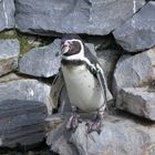 Pinguine in Kölner Zoo.