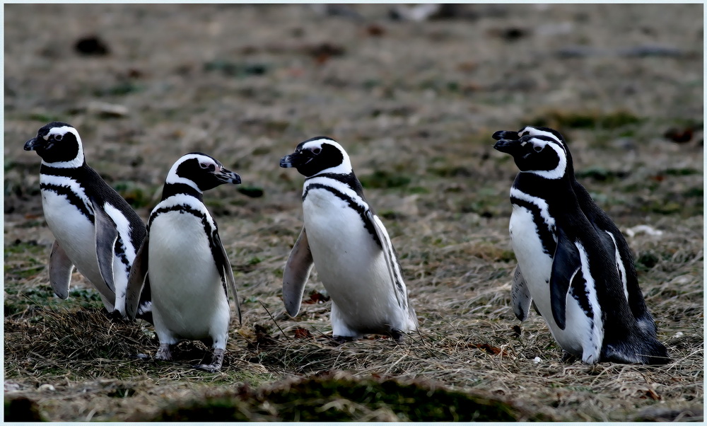 Pinguine in Patagonien