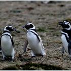 Pinguine in Patagonien