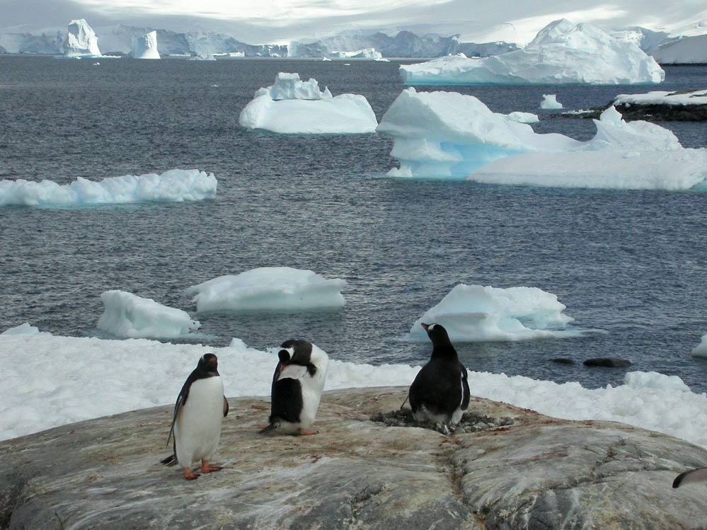 Pinguine in Port Lockroy (2) - Klick-Bilanz (1)