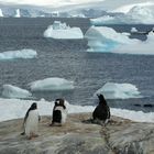 Pinguine in Port Lockroy (2) - Klick-Bilanz (1)