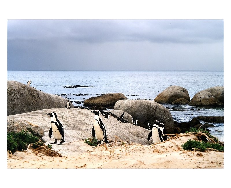 Pinguine in Simons Town