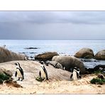 Pinguine in Simons Town