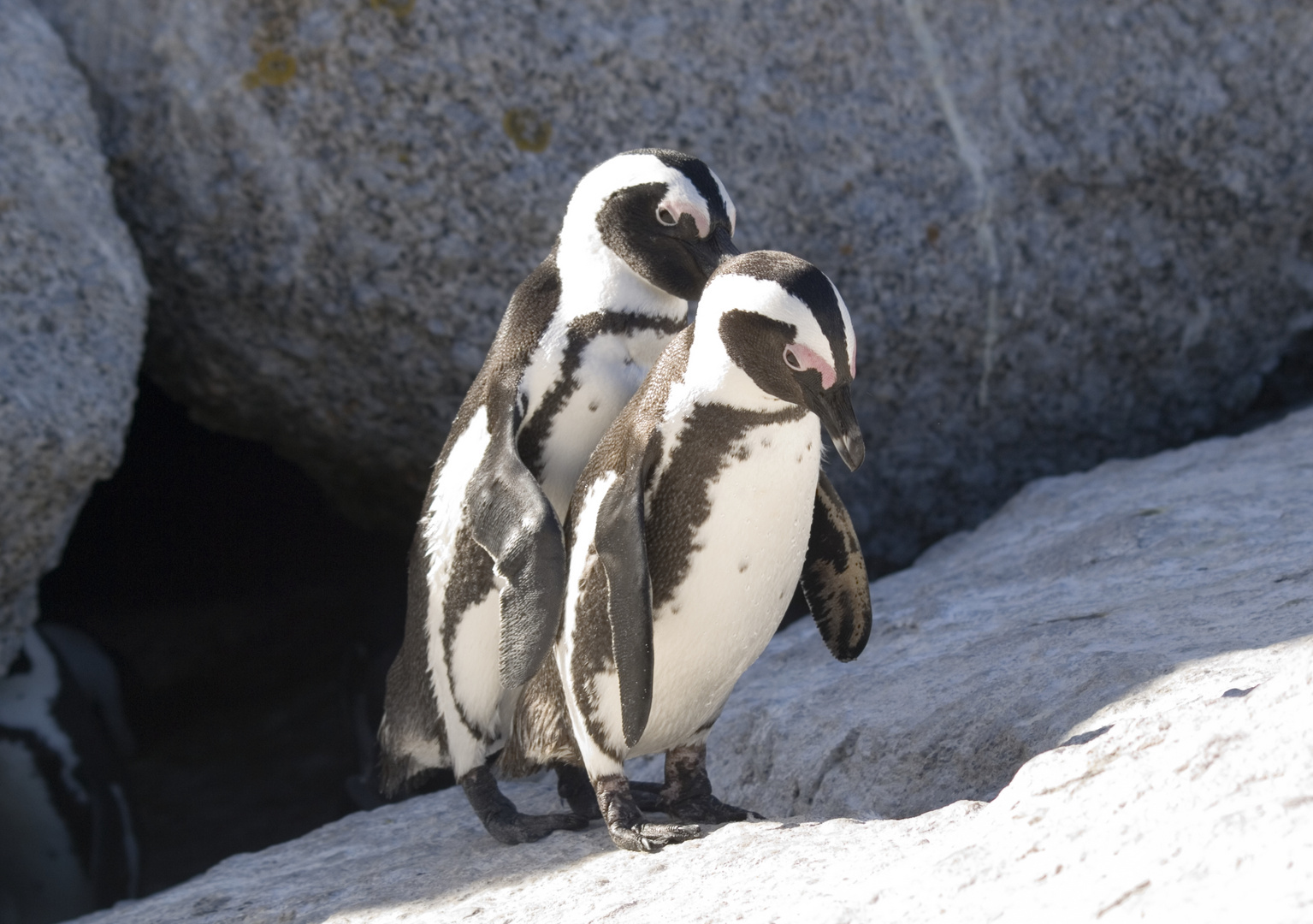 pinguine in simonstown