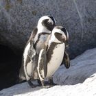 pinguine in simonstown