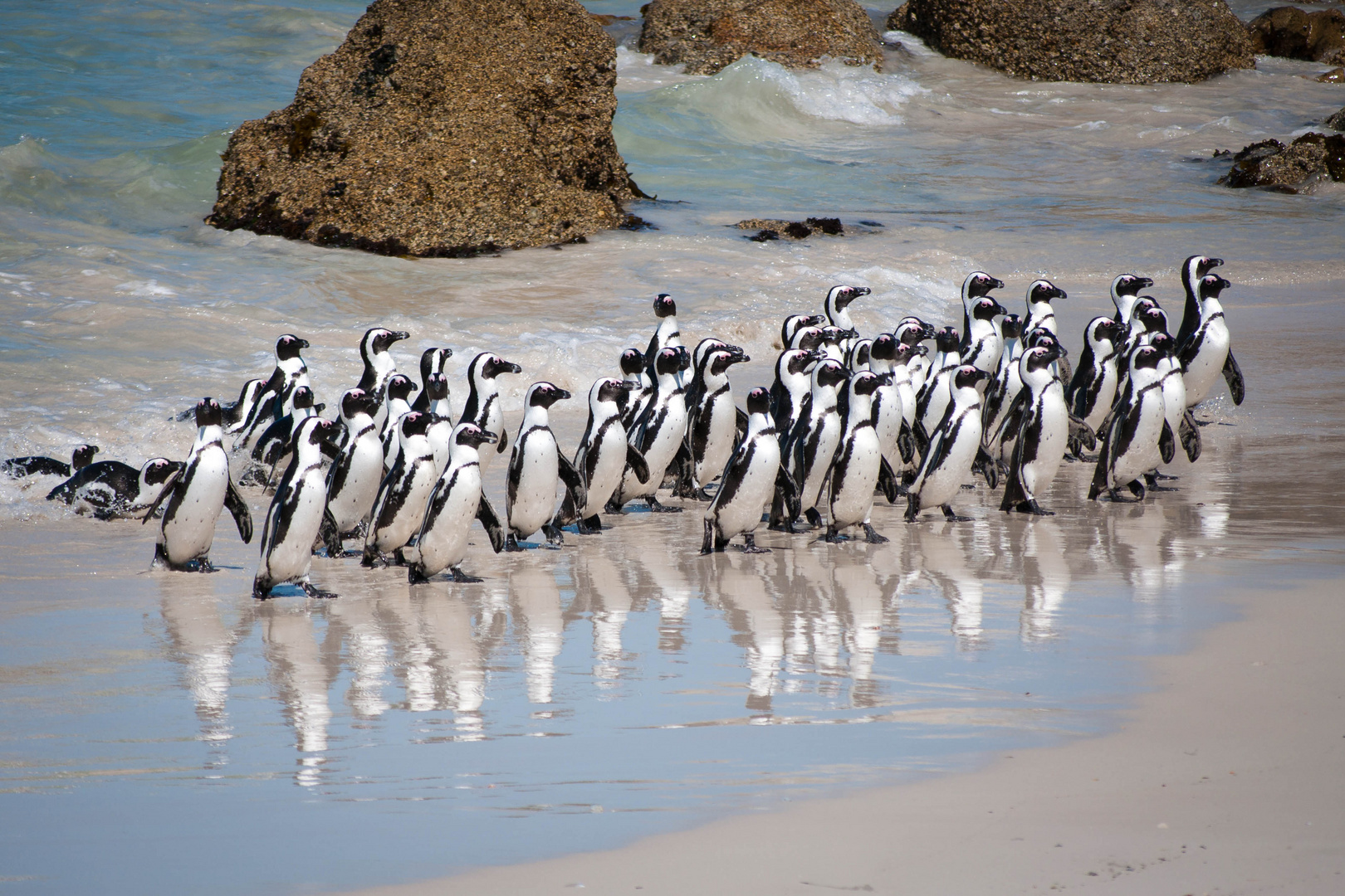 Pinguine in South Africa