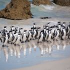 Pinguine in South Africa