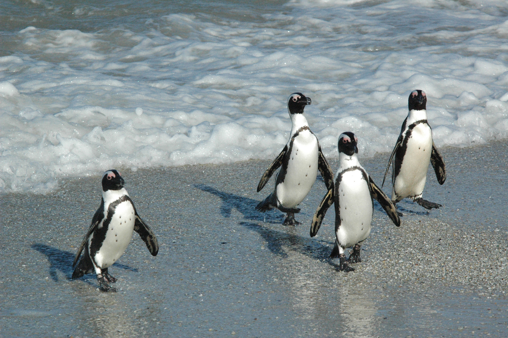 Pinguine in Südafrika