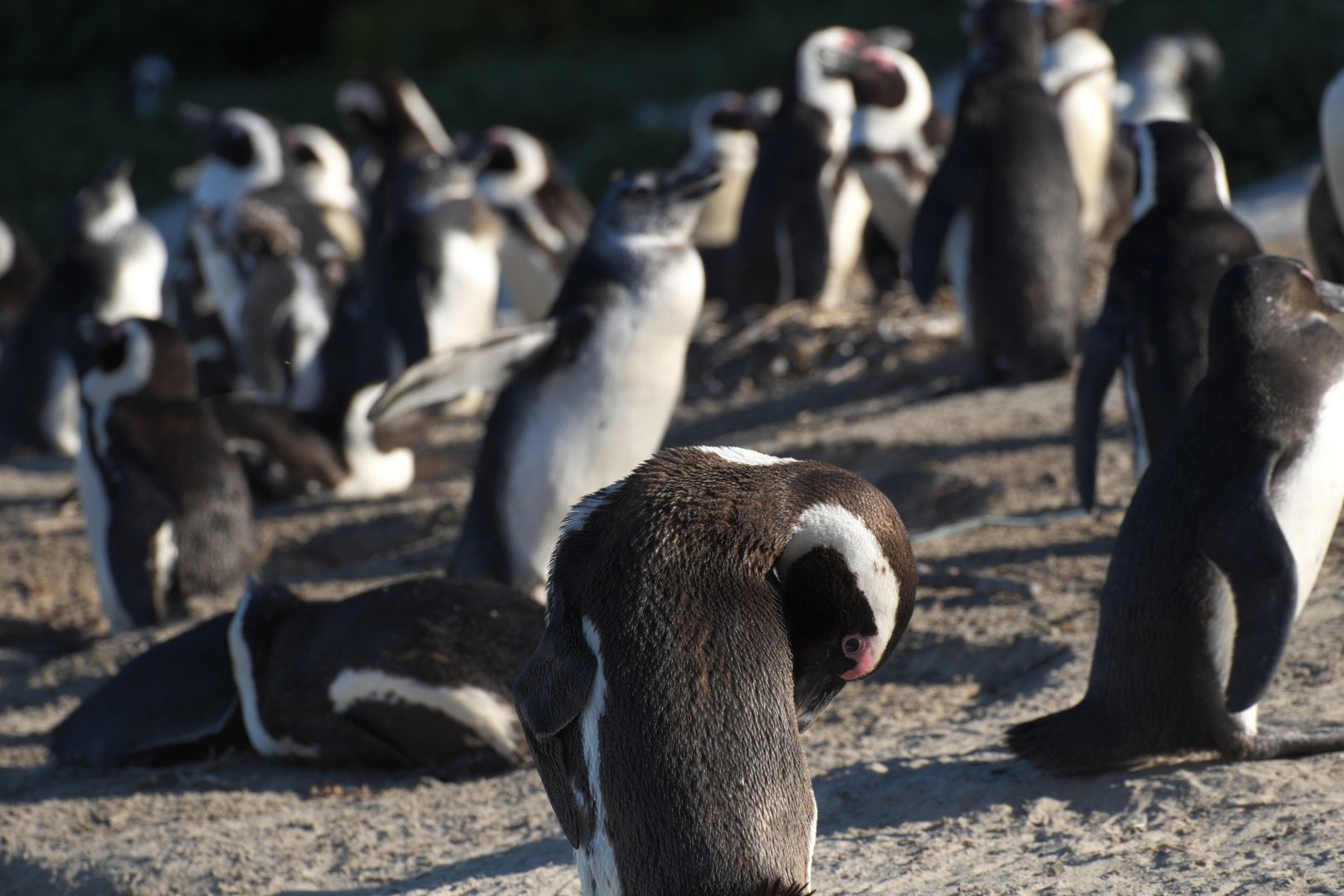 Pinguine in Südafrika