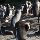 Pinguine in Südafrika