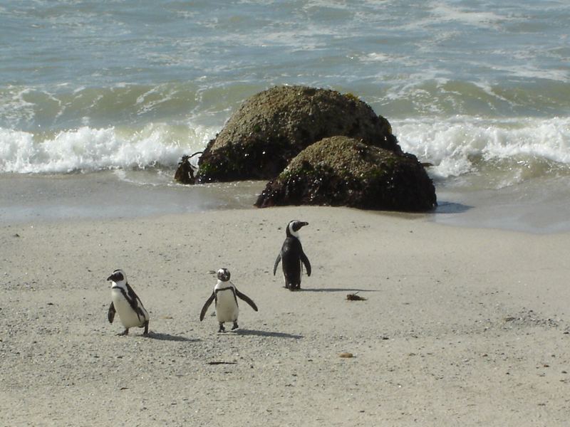 Pinguine in Südafrika