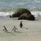 Pinguine in Südafrika