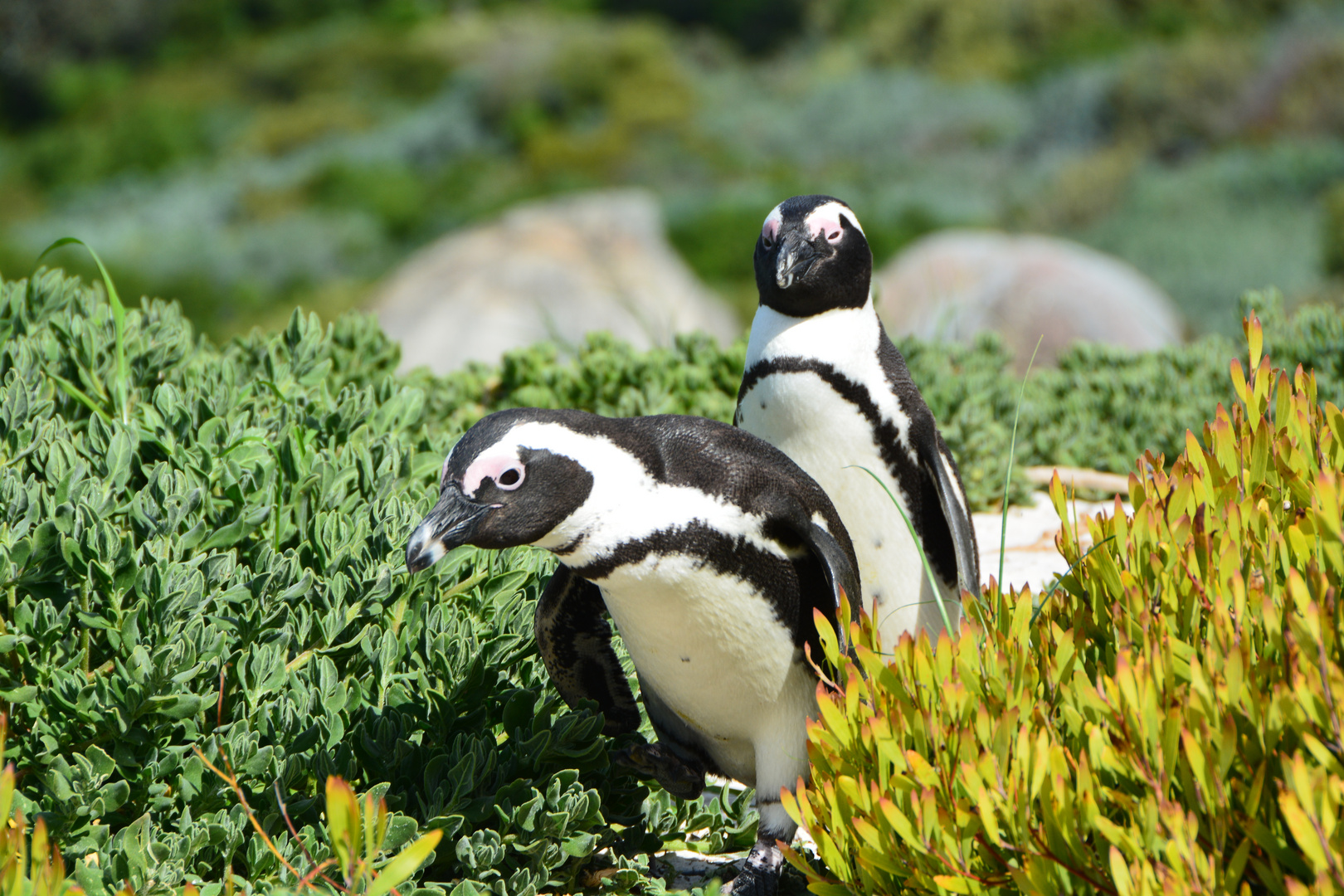 Pinguine in Südafrika