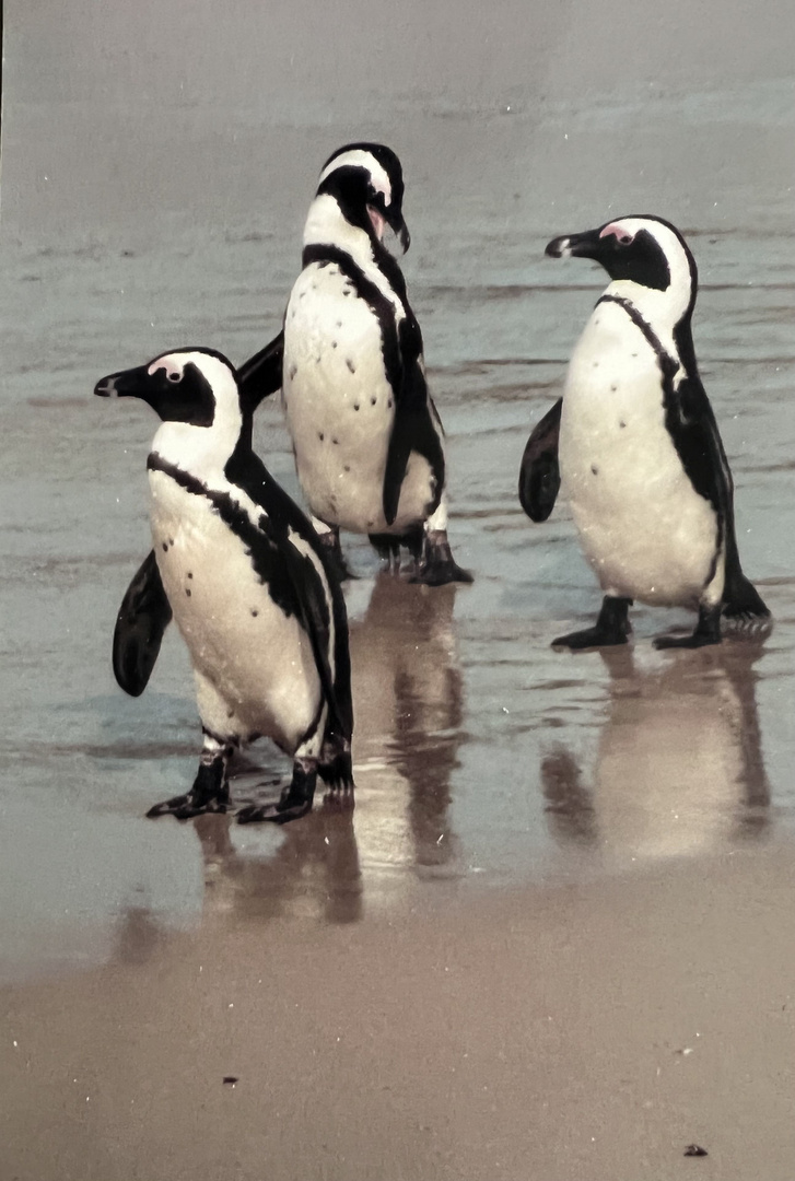 Pinguine in Südafrika