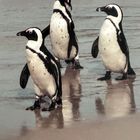 Pinguine in Südafrika