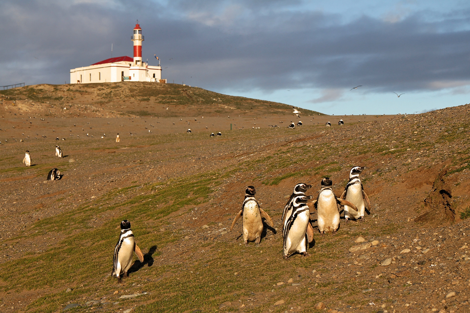 Pinguine in Südamerika