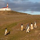 Pinguine in Südamerika