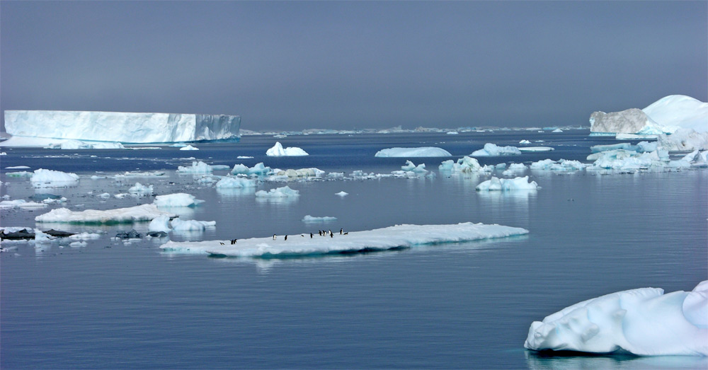 Pinguine irgendwo im Antarctic Sound