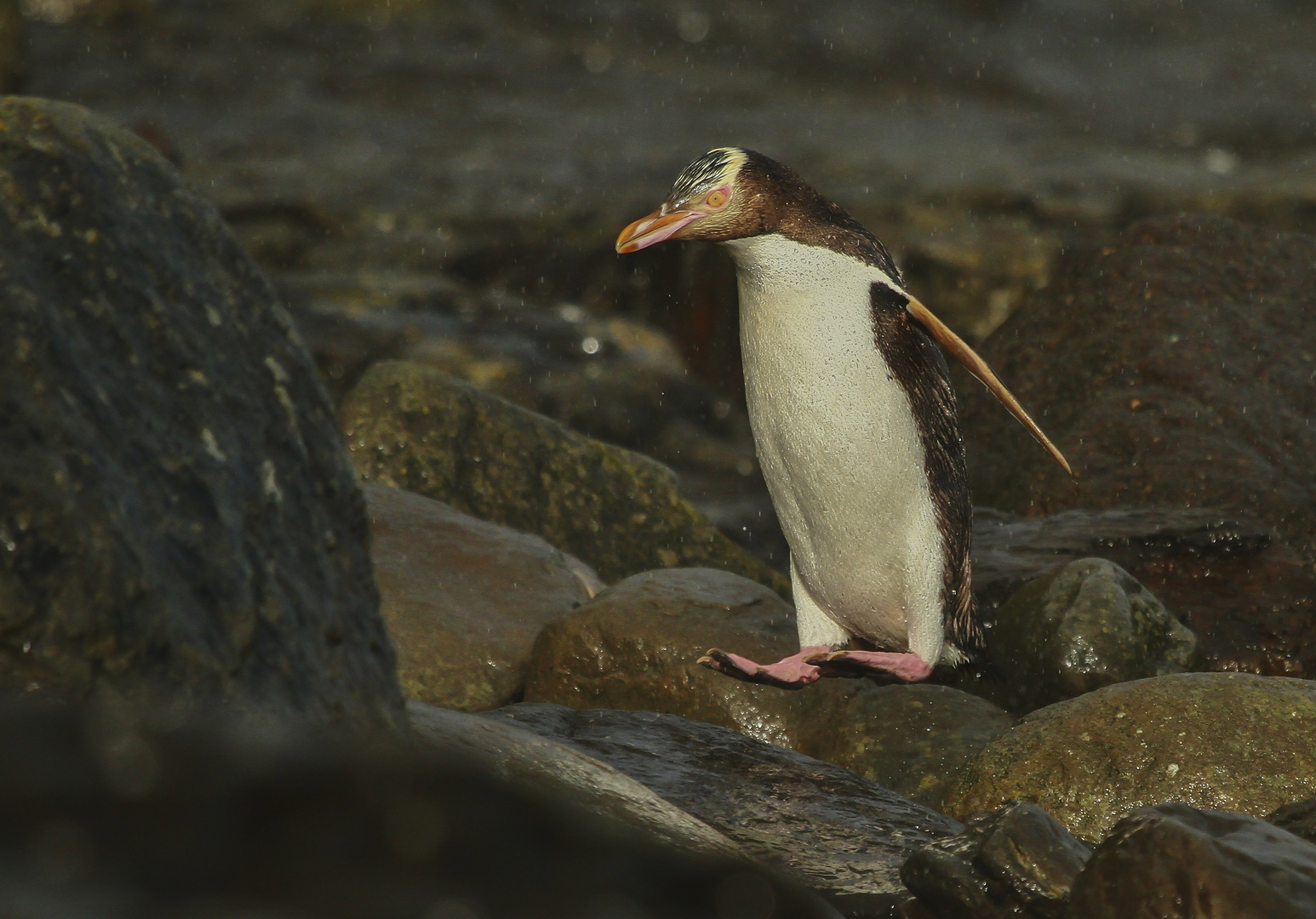 Pinguine können doch fliegen