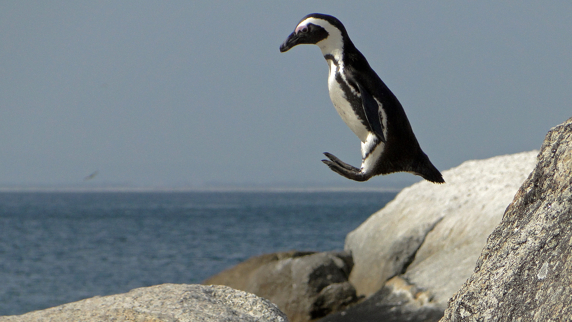 Pinguine können doch fliegen!