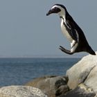 Pinguine können doch fliegen!