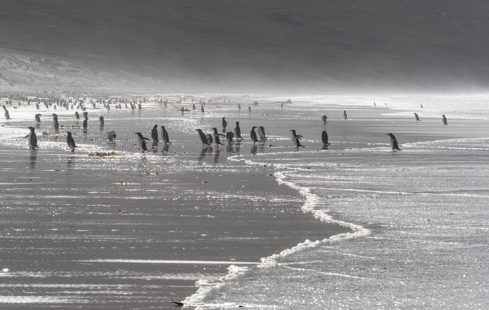 Pinguine-Kolonie auf Saunders Island