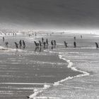 Pinguine-Kolonie auf Saunders Island