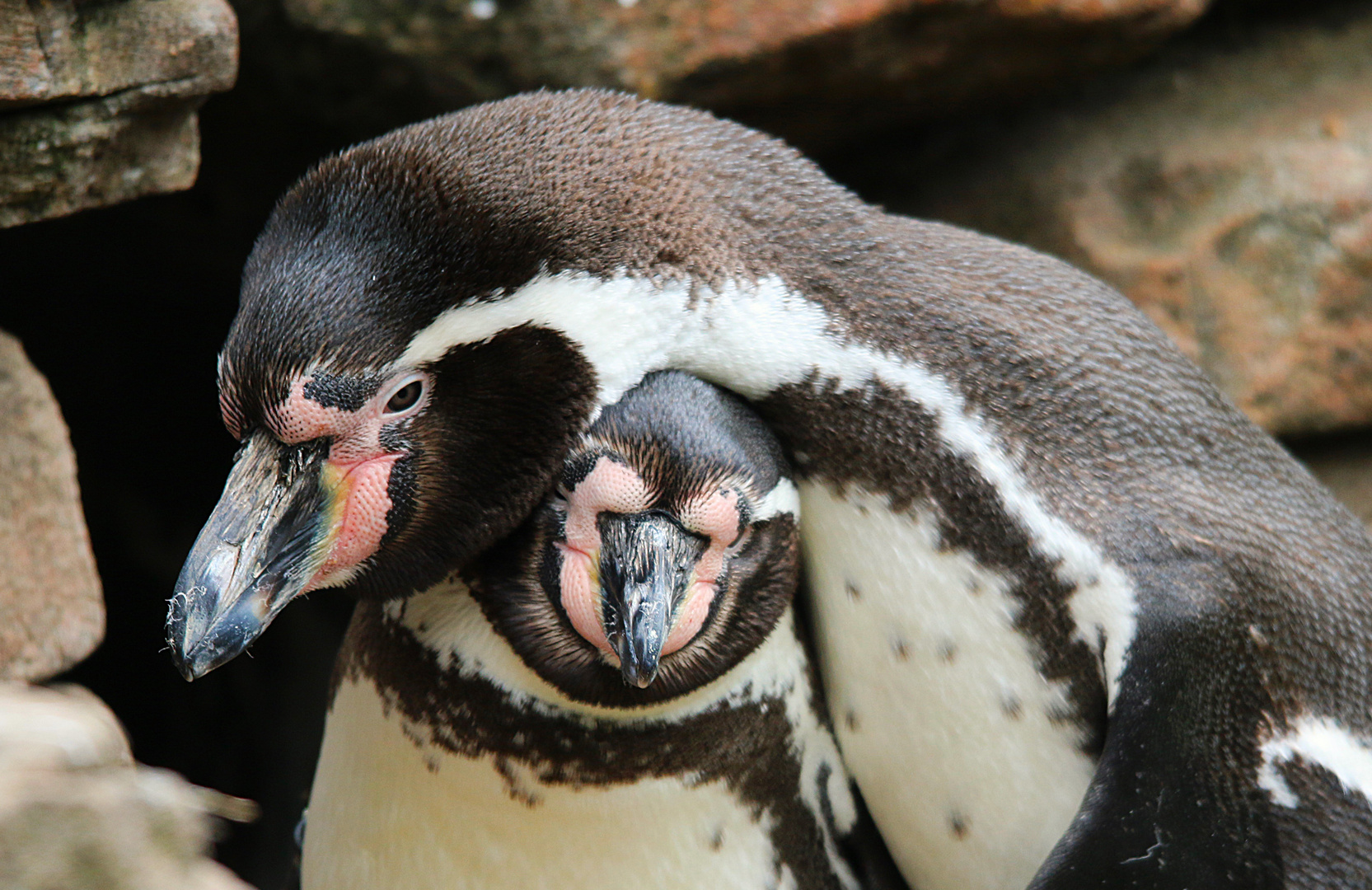 Pinguine kuscheln