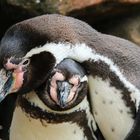 Pinguine kuscheln