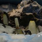 Pinguine Loro Parc