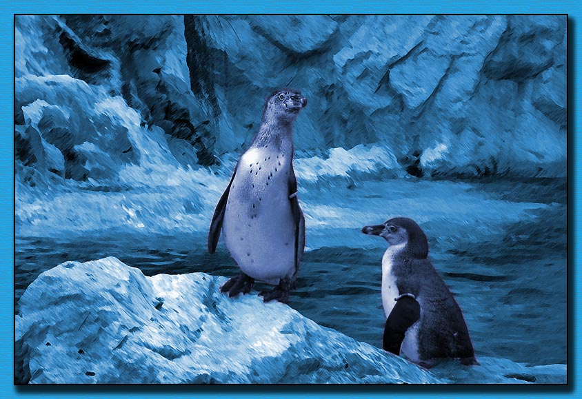 Pinguine machen blau
