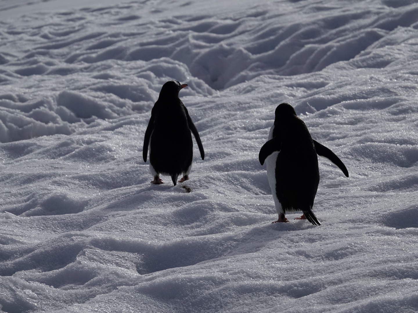 Pinguine, Marsch zu den Brutplätzen