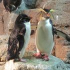 Pinguine, meine Lieblingstiere im und neben dem Wasser